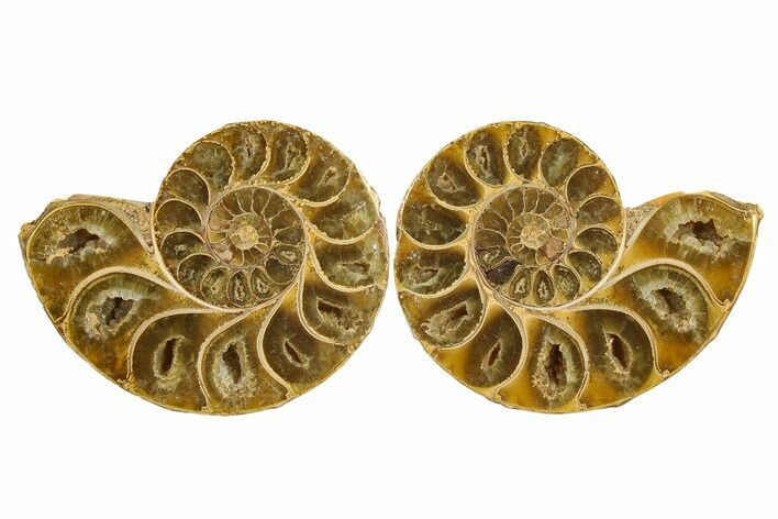 Jurassic Cut & Polished Ammonite Fossil - Madagascar #289376